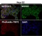 Anti-alpha Tubulin TUBA1B Rabbit Monoclonal Antibody